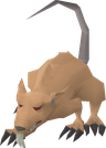 Angry giant rat - OSRS monster