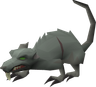 Giant rat (Scurrius) - OSRS monster
