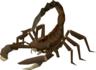 Khazard Scorpion - OSRS monster