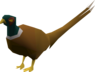 Pheasant - OSRS monster