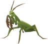 Praying mantis - OSRS monster