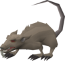 Zombie rat - OSRS monster